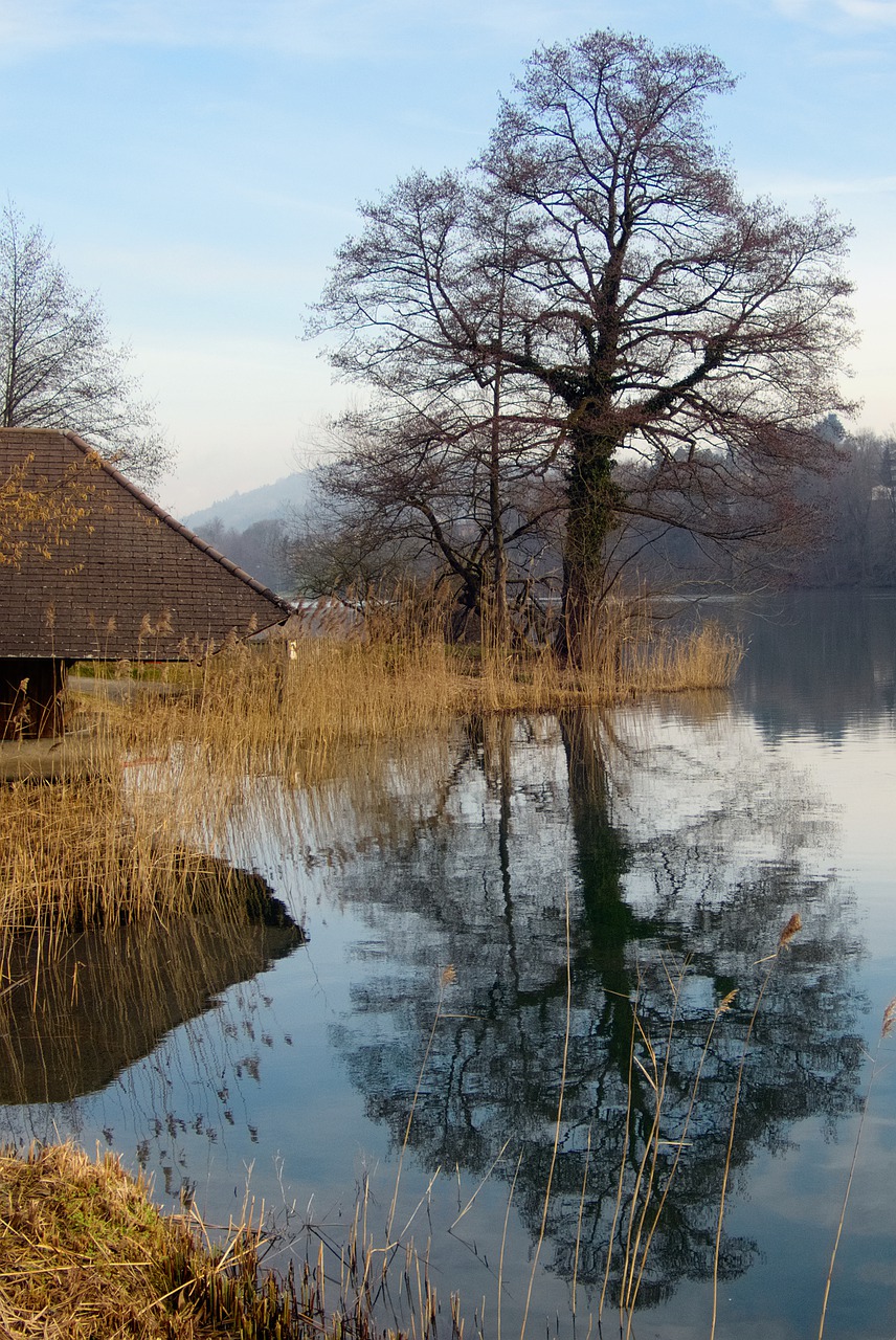 Medis, Gamta, Atspindys, Vandenys, Ežeras, Rotsee, Valčių Namas, Veidrodis, Alksnis, Nemokamos Nuotraukos