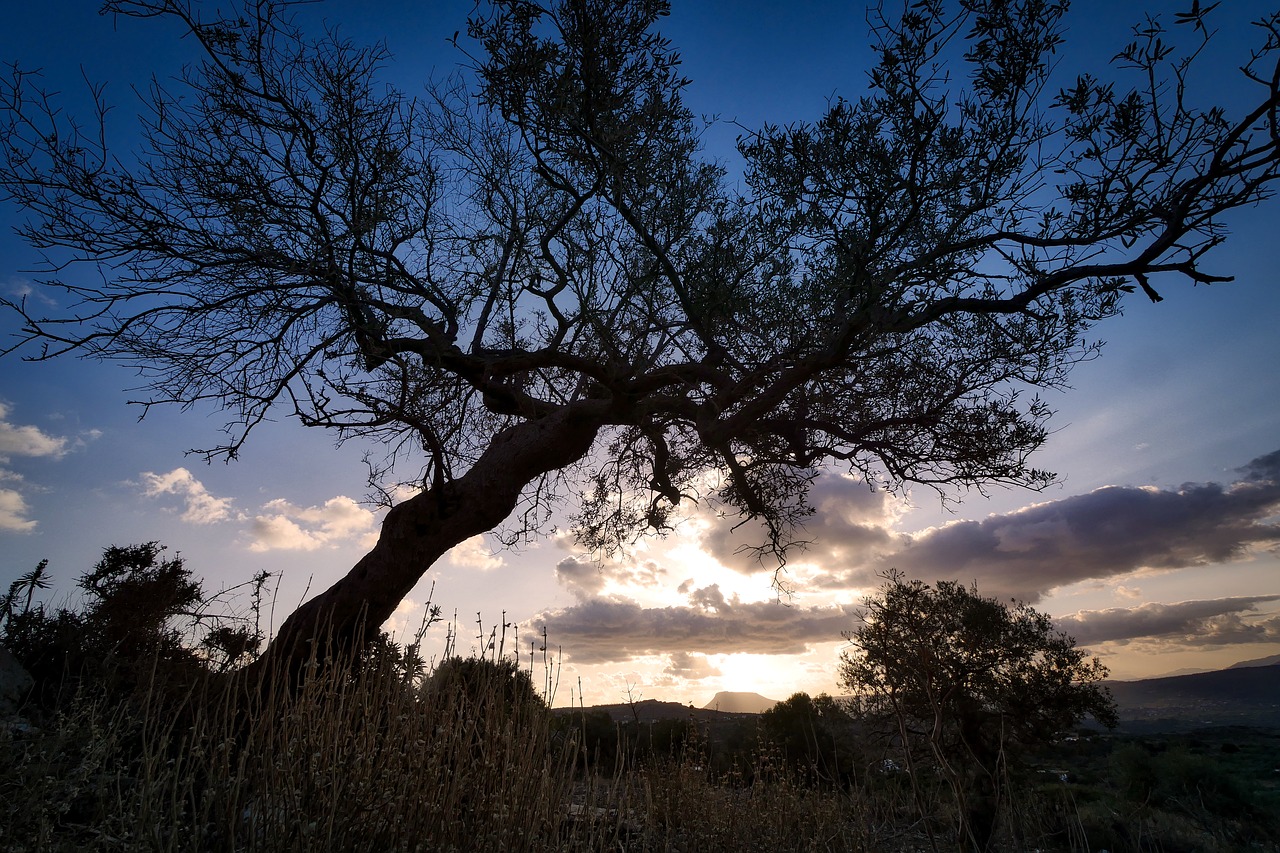 Medis, Gamta, Kraštovaizdis, Panorama, Aušra, Alyvmedis, Šviesa, Crete, Nemokamos Nuotraukos,  Nemokama Licenzija