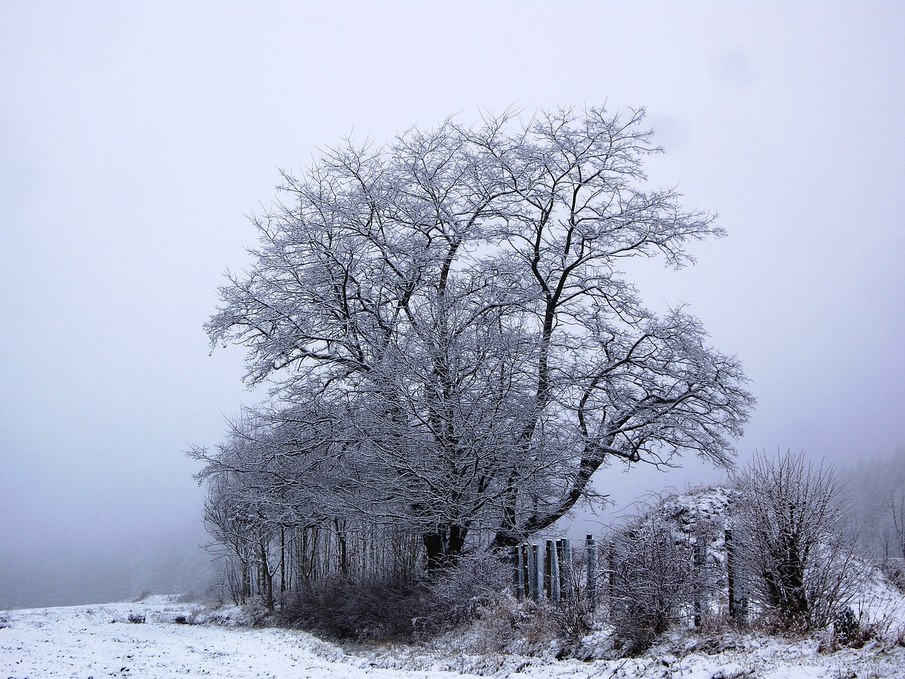 Medis, Žiema, Žiemos Medžiai, Sniegas, Žiemą, Gamta, Kraštovaizdis, Šaltas, Snieguotas, Šaltis