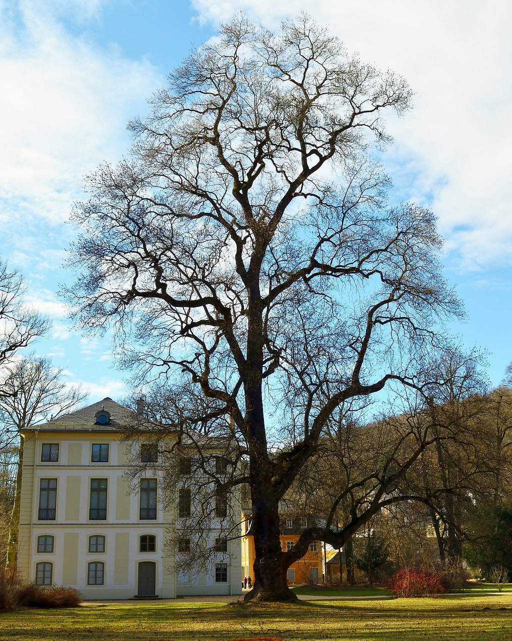 Medis, Mediena, Greiser Parkas, Schönwetter, Gamta, Nemokamos Nuotraukos,  Nemokama Licenzija