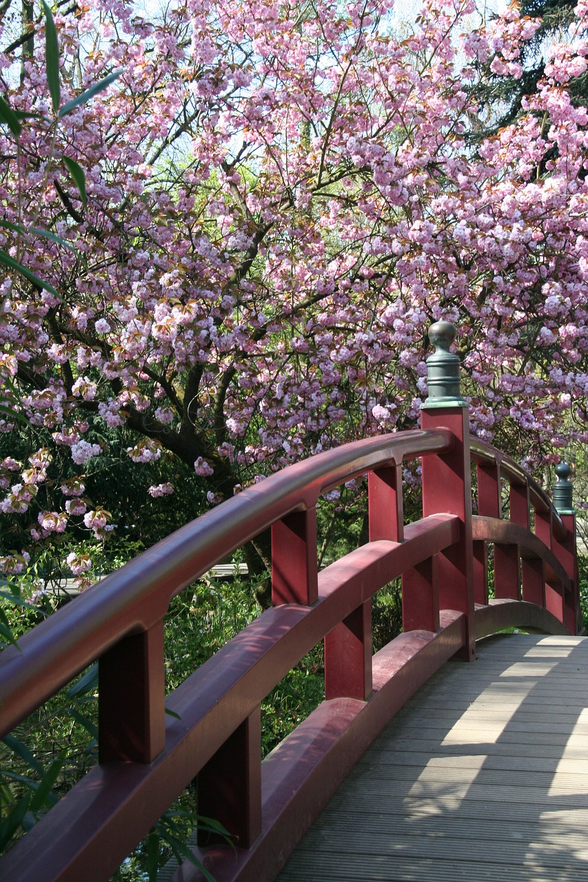 Medis, Gėlė, Gamta, Parkas, Augalas, Japonų Sodas Leverkuzene, Tiltas, Japanese, Vyšnių Žiedas, Zen