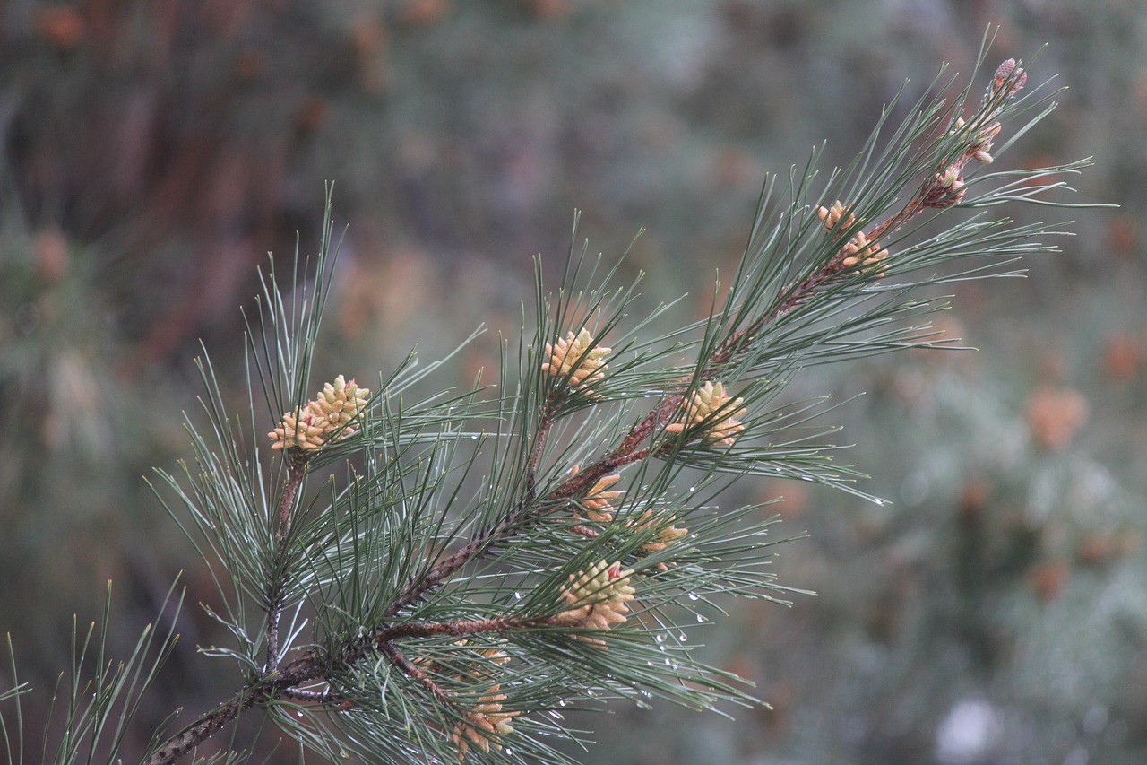 Medis,  Gamta,  Adata,  Flora,  Lauke,  Sezonas,  Filialas,  Visžalis,  Spygliuočių,  Žiema