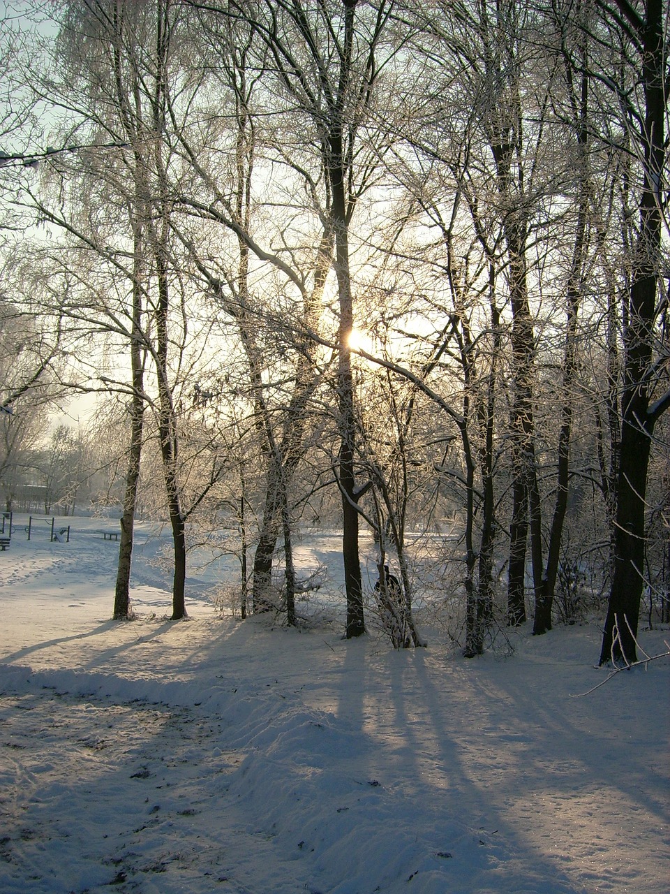 Medis,  Žiema,  Mediena,  Gamta,  Kraštovaizdis,  Sniegas,  Sezonas,  Šaltis,  Oras,  Parkas