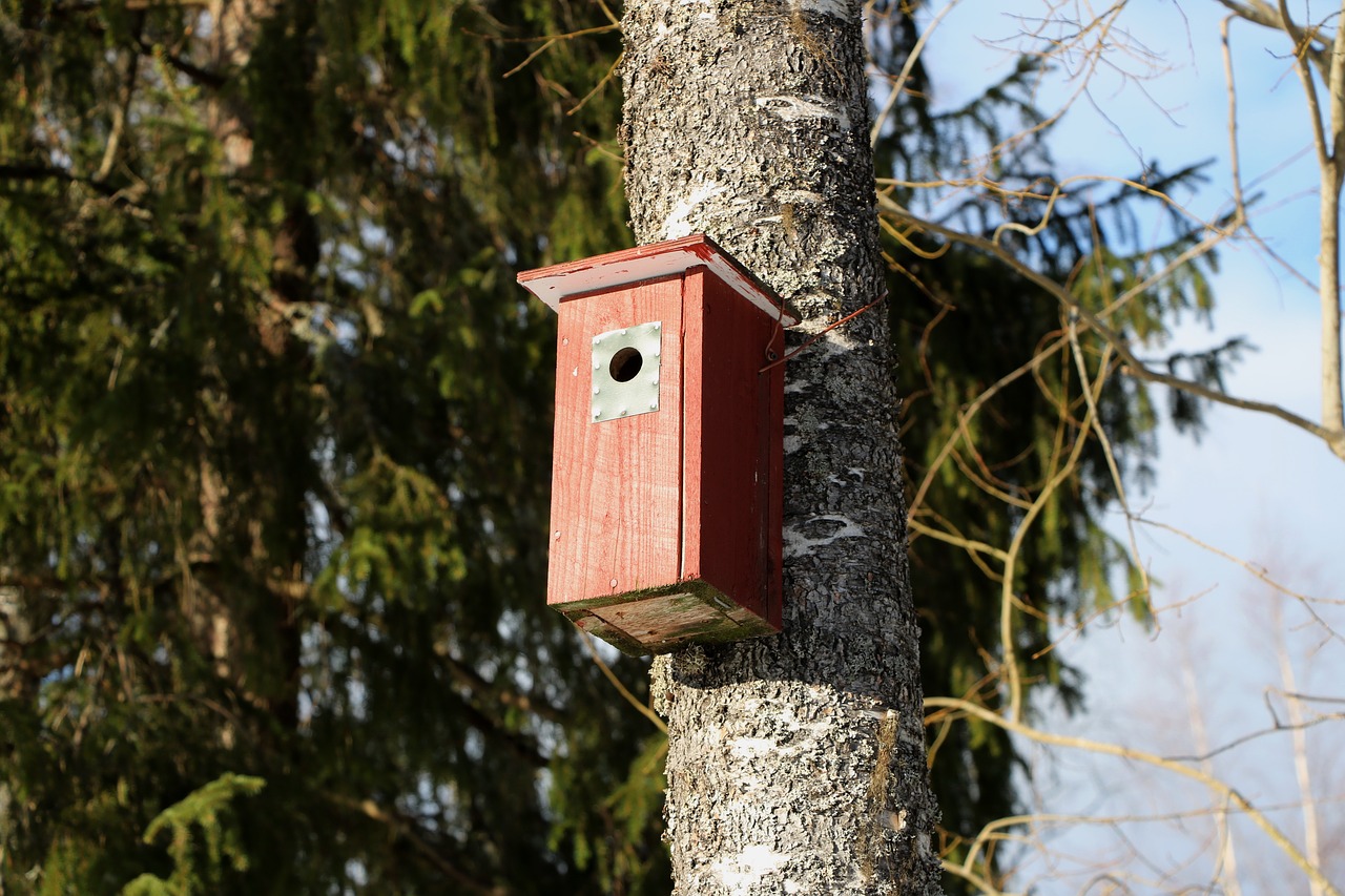 Medis,  Gamta,  Birdhouse,  Be Honoraro Mokesčio, Nemokamos Nuotraukos,  Nemokama Licenzija