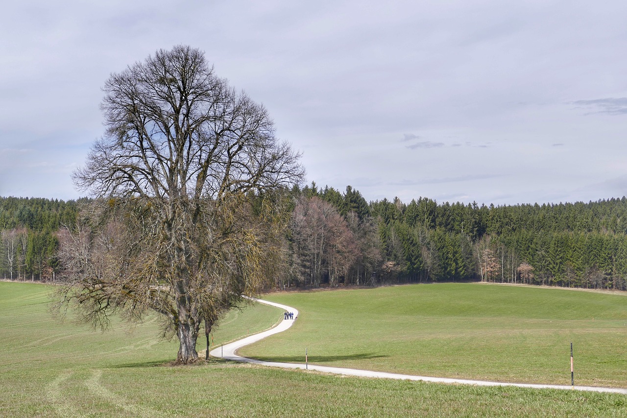 Medis,  Golfas,  Kraštovaizdis,  Žolė,  Be Honoraro Mokesčio, Nemokamos Nuotraukos,  Nemokama Licenzija