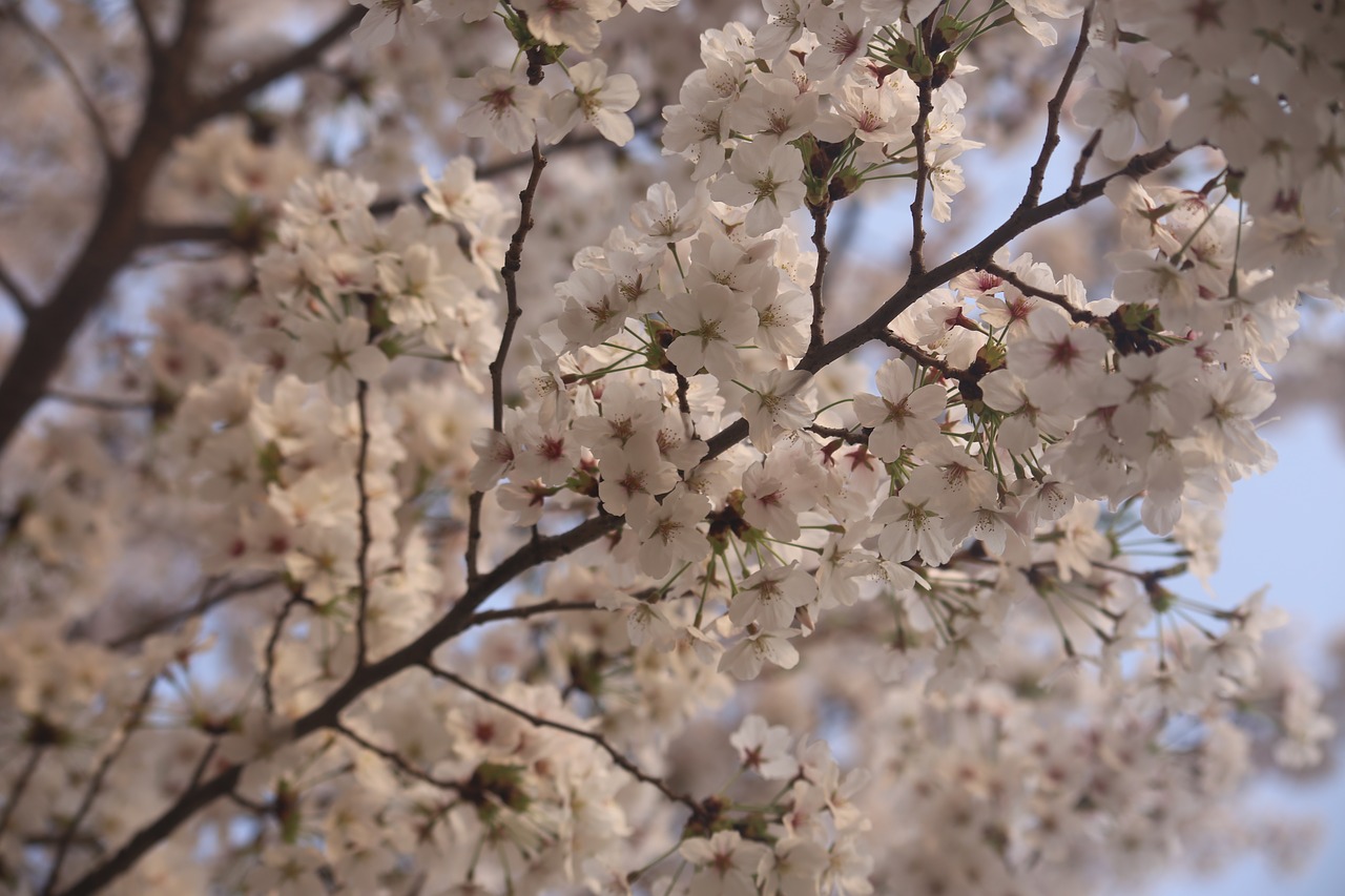 Medis,  Filialas,  Vyšnia,  Sezonas,  Gėlė,  Sakura,  Be Honoraro Mokesčio, Nemokamos Nuotraukos,  Nemokama Licenzija