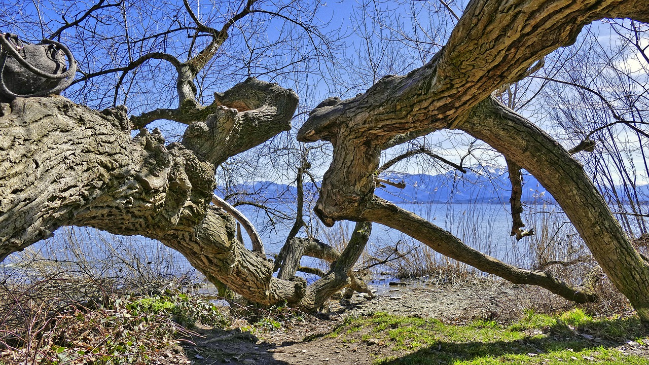 Medis,  Gamta,  Mediena,  Kraštovaizdis,  Filialas,  Dangus,  Sezonas,  Parkas,  Lapai,  Aplinka