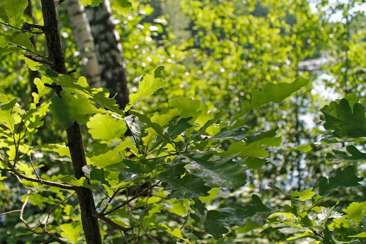 Medis,  Gamta,  Lakštas,  Ąžuolo,  Be Honoraro Mokesčio, Nemokamos Nuotraukos,  Nemokama Licenzija