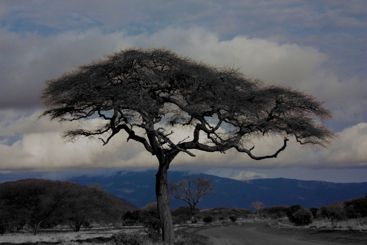 Medis,  Tsavo,  Kraštovaizdis,  Gamta,  Nacionalinis,  Parkas,  Kenya,  Safari,  Kelionė,  Šventė