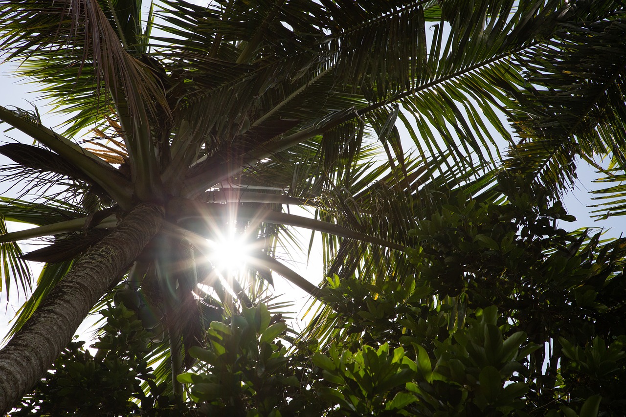 Medis,  Palmių,  Pobūdį,  Tropinis, Nemokamos Nuotraukos,  Nemokama Licenzija