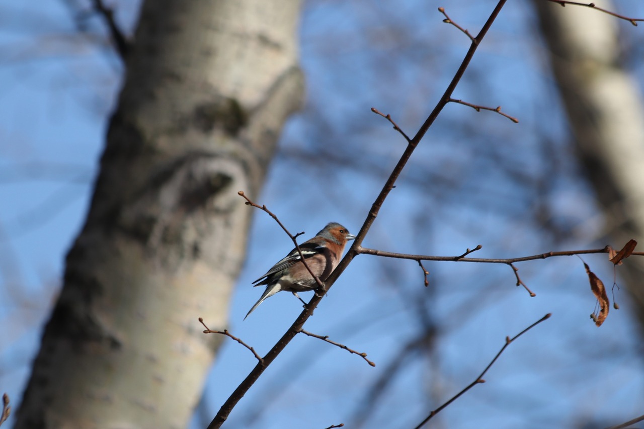 Medis,  Pobūdį,  Lauke,  Paukštis,  Mediena,  Chaffinch,  Patinas,  Maskva,  Rusija,  Snapas