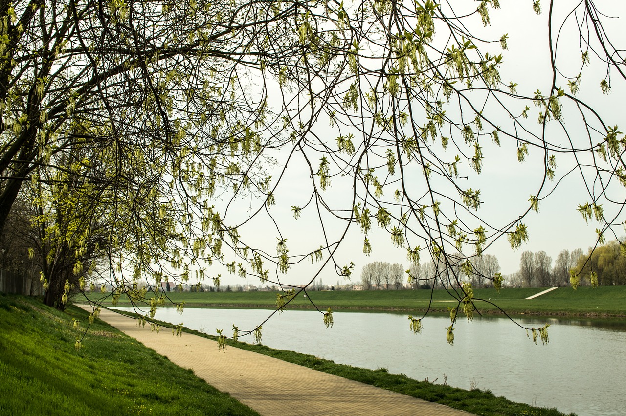 Medis,  Pobūdį,  Kraštovaizdis,  Monolitinis Dalis Vandenyse,  Sezonas,  Upė,  Dangus,  Bangų Atsispindi,  Ne Iš Teismo,  Ežeras