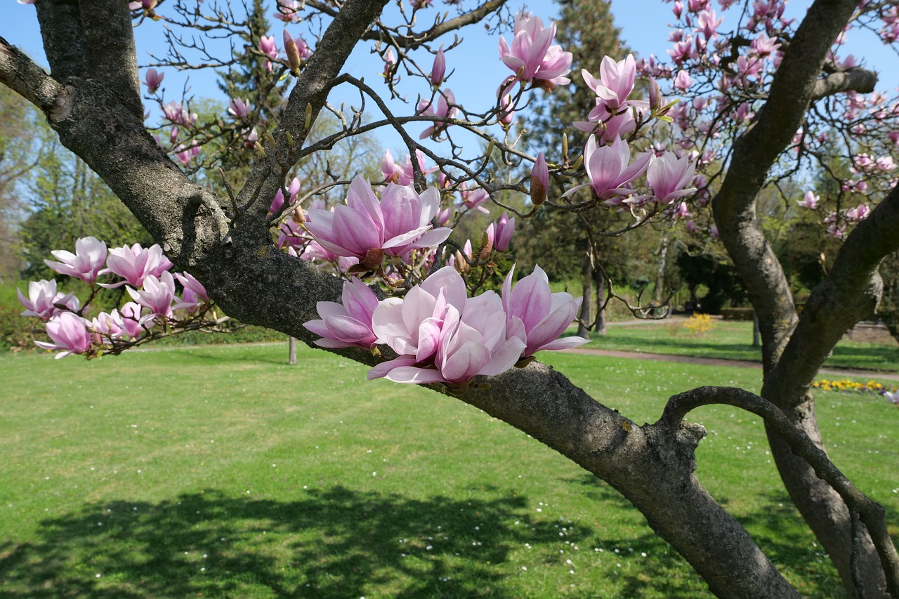 Medis,  Magnolija Soulangeana,  Tulip Magnolija,  Magnolijiniai,  Magnolie Gewaechs,  Žiedas,  Žydi,  Magnolija Medis,  Sodas,  Parkas