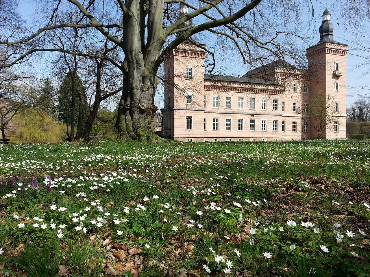 Medis,  Gėlė,  Statyba,  Architektūra,  Kelionė,  Pavasaris,  Pilis,  Kraštovaizdis,  Paminklas,  Kultūra