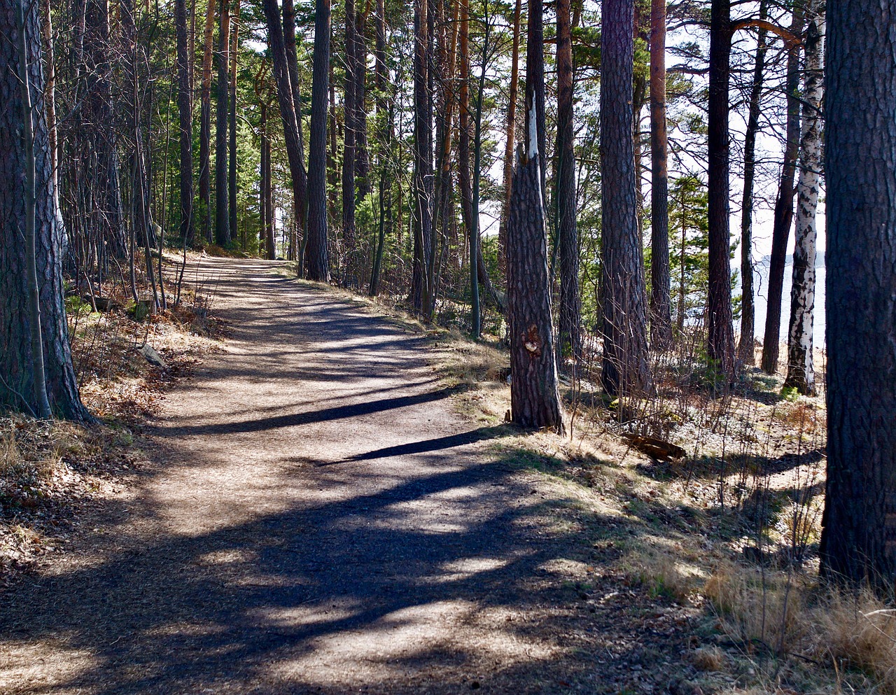 Medis,  Pobūdį,  Kraštovaizdis,  Kelių,  Lauke,  Kelias,  Pušys,  Pavasaris,  Espoo, Nemokamos Nuotraukos