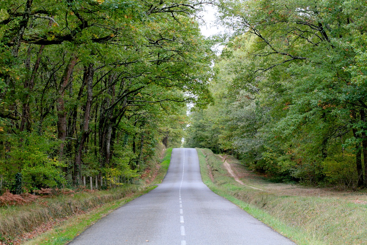 Medis,  Pobūdį,  Mediena,  Kelių,  Kraštovaizdis,  Tulūza,  Haute Garonne,  Kristi,  Ruduo, Nemokamos Nuotraukos