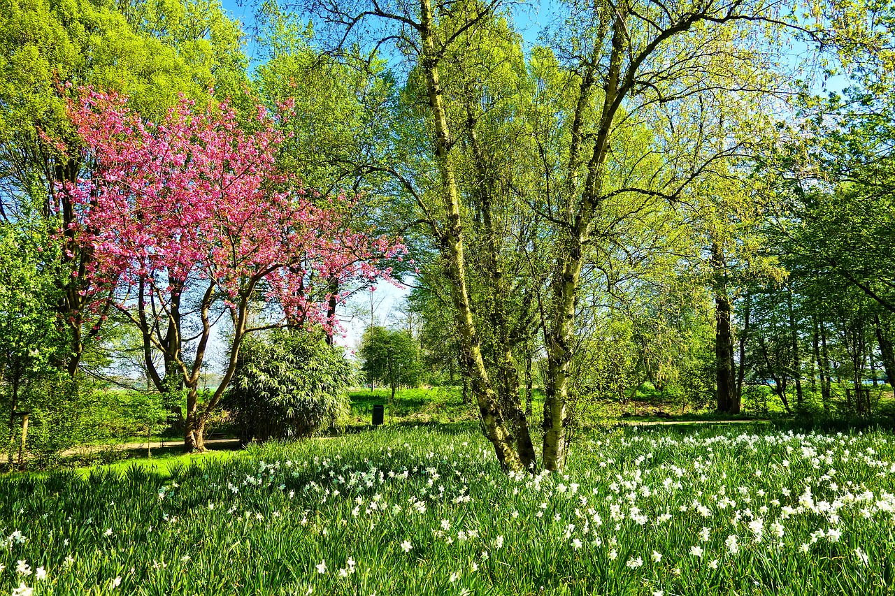 Medis,  Beržas,  Vyšnių Žiedas,  Narcizas,  Gėlė,  Laukas,  Spring Green,  Žalia Žolė,  Naujų Lapų,  Pavasaris