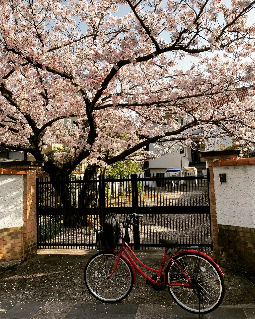 Medis,  Gėlė,  Namas,  Sodas,  Vyšnia,  Sakura,  Japonija,  Dviračių,  Gėlės,  Medžiai