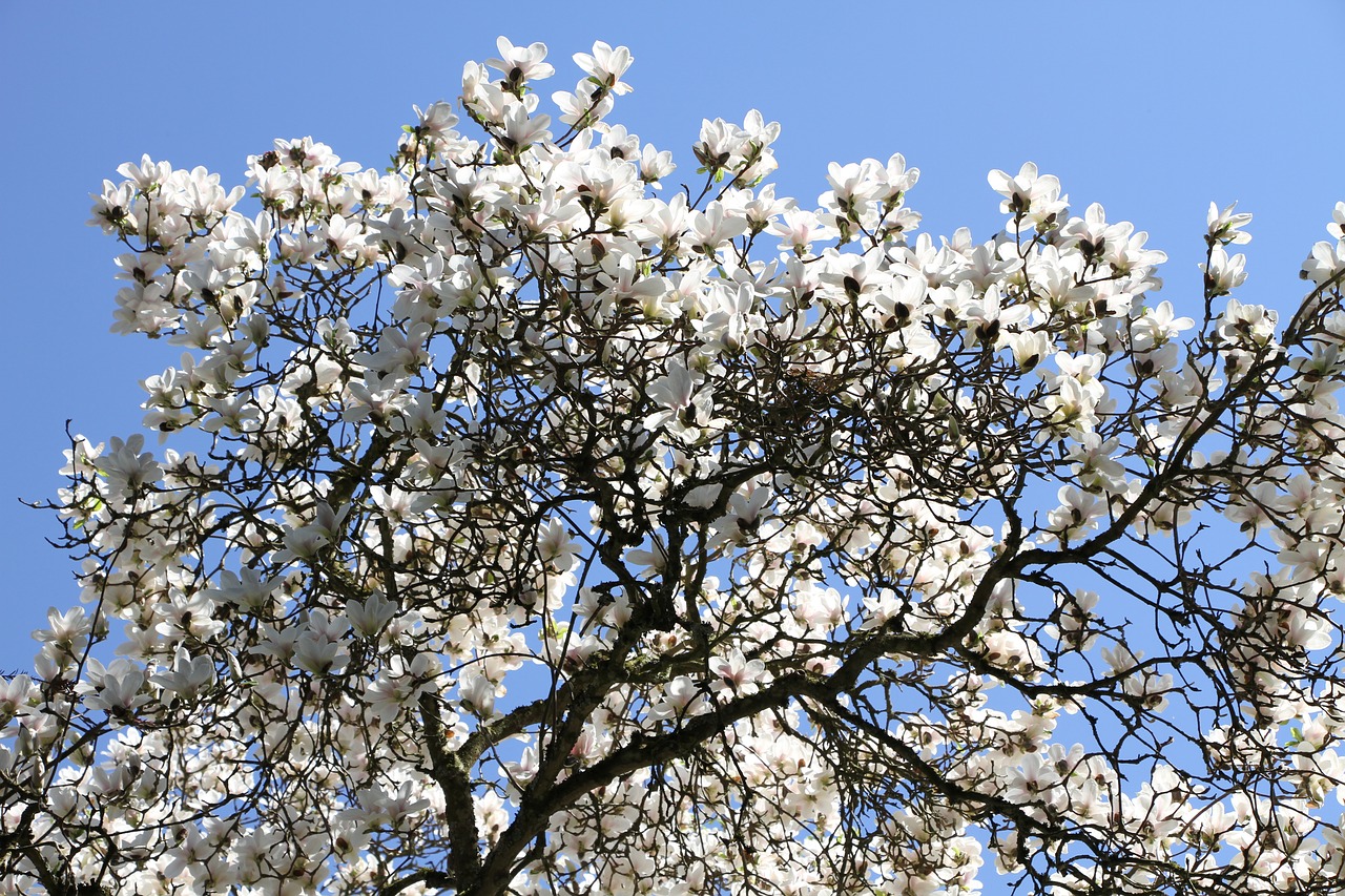 Medis,  Magnolija Medis,  Gražus,  Pobūdį,  Gėlės,  Magnolija Gėlės,  Magnolija,  Augalų,  Saulė,  Bud