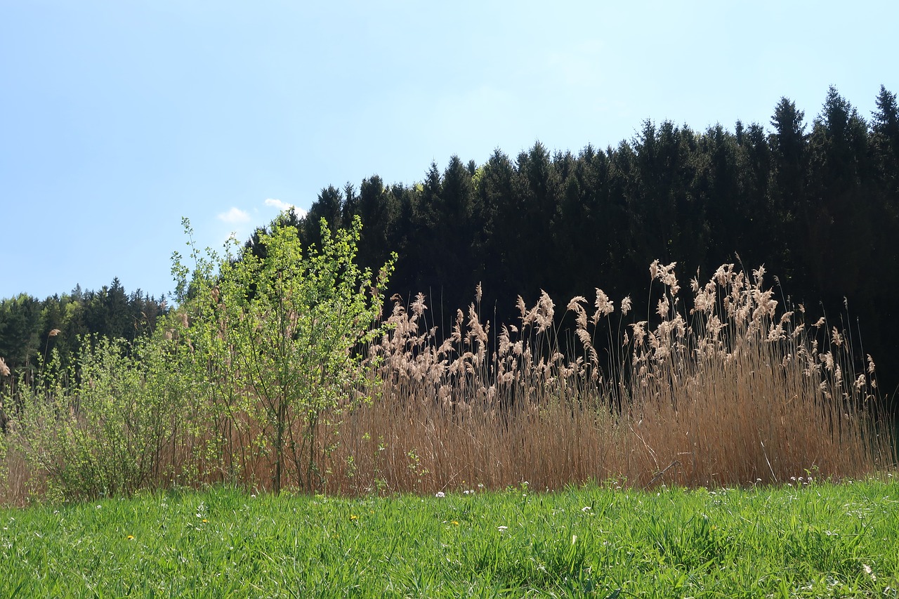 Medis,  Pobūdį,  Kraštovaizdis,  Mediena,  Žolė,  Gėlių Pieva,  Pavasaris,  Nendrės, Nemokamos Nuotraukos,  Nemokama Licenzija