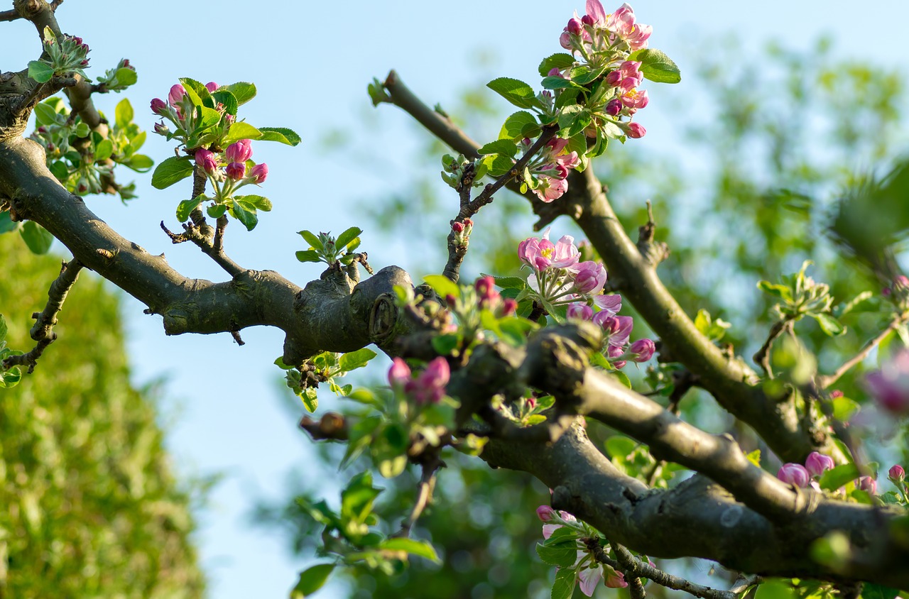 Medis,  Pobūdį,  Augimas,  Bud,  Apple Blossom, Nemokamos Nuotraukos,  Nemokama Licenzija