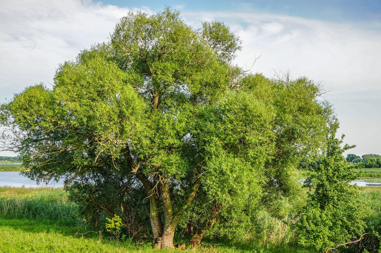 Medis,  Pobūdį,  Kraštovaizdis, Nemokamos Nuotraukos,  Nemokama Licenzija