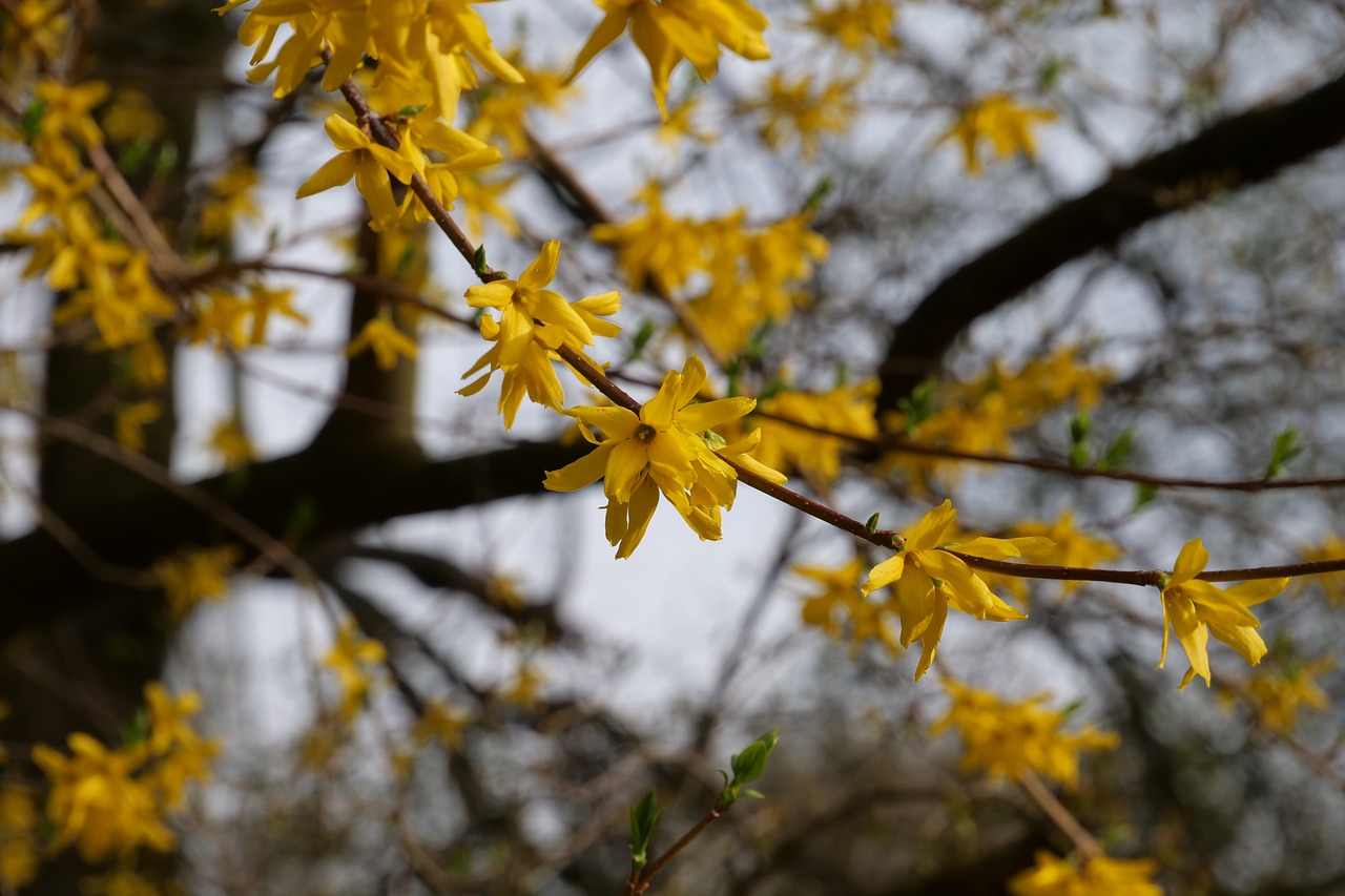 Medis,  Pobūdį,  Sezonas,  Augimas,  Gėlės,  Žiedas,  Žydi,  Pavasaris,  Forsythia,  Auksiniai Varpeliai