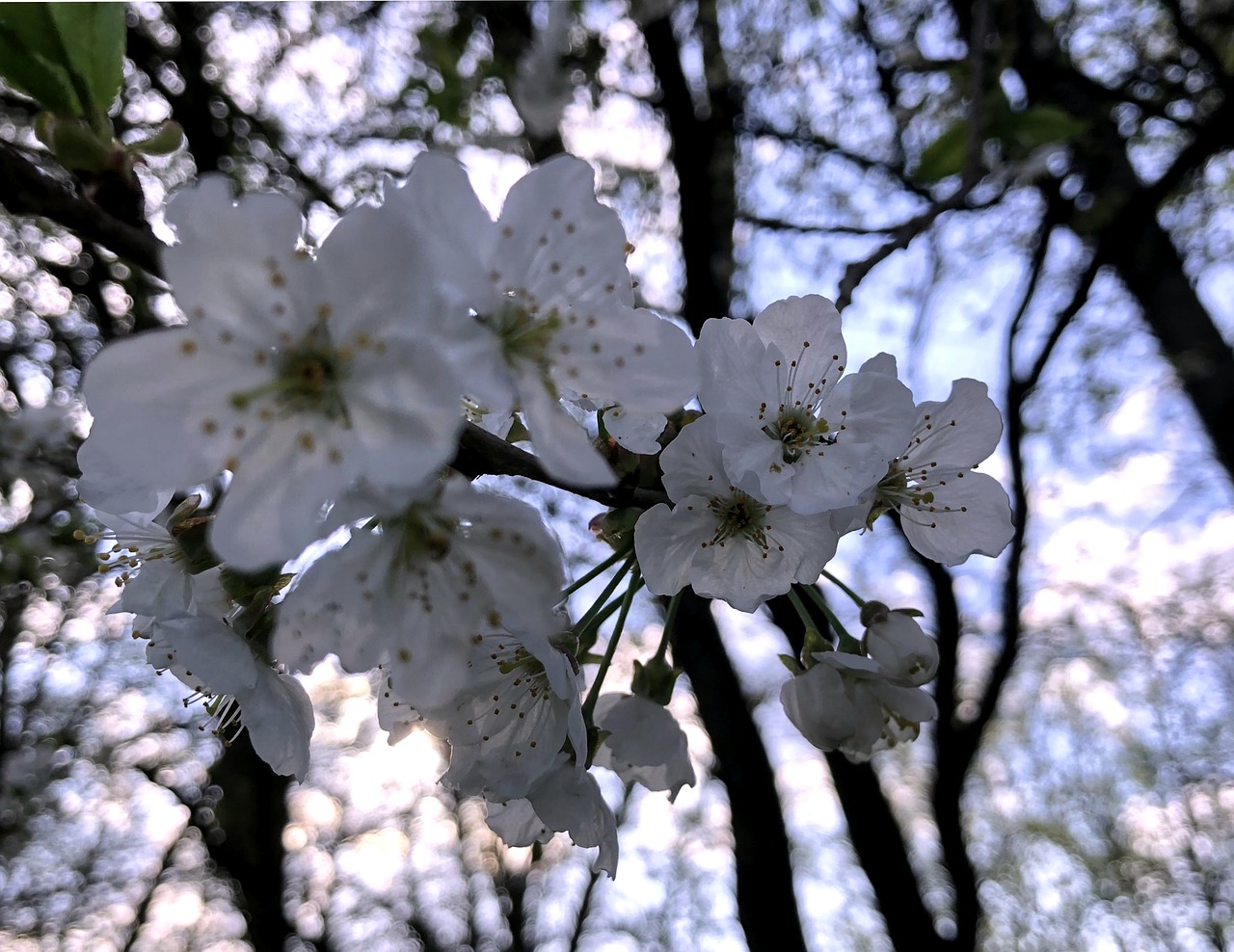 Medis,  Sezonas,  Augalų,  Gėlė,  Pobūdį,  Augimas,  Pavasaris,  Iš Arti,  Bud,  Spalva