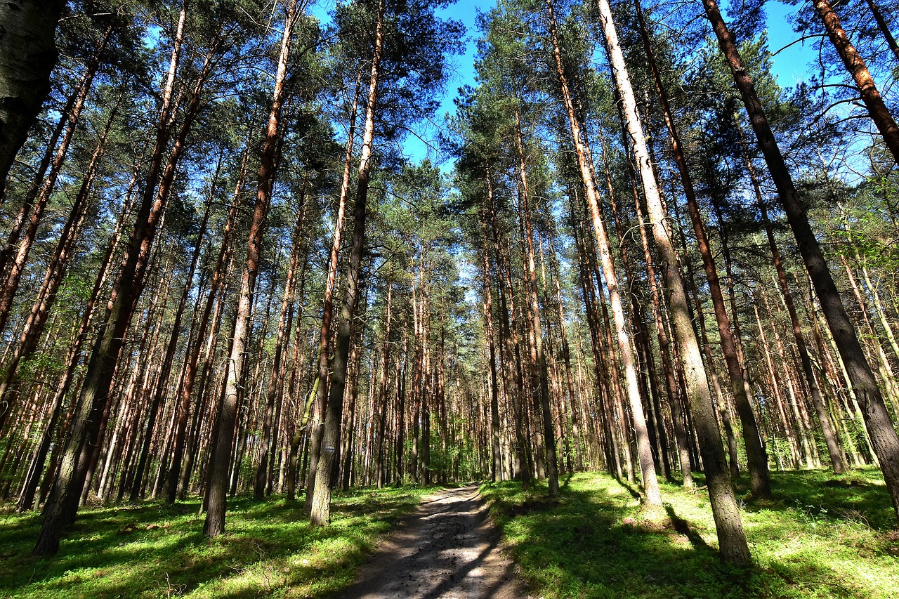 Medis,  Pobūdį,  Kraštovaizdis,  Ne Iš Teismo,  Pušis,  Adata,  Spygliuočių,  Spygliuotis,  Augalų,  Miškas