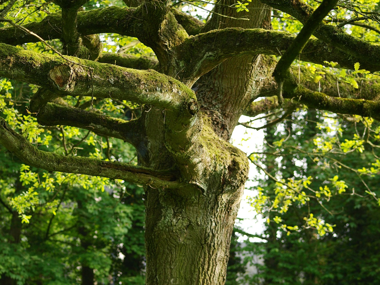 Medis, Senas Medis, Gnarled, Samanos, Žurnalas, Nemokamos Nuotraukos,  Nemokama Licenzija