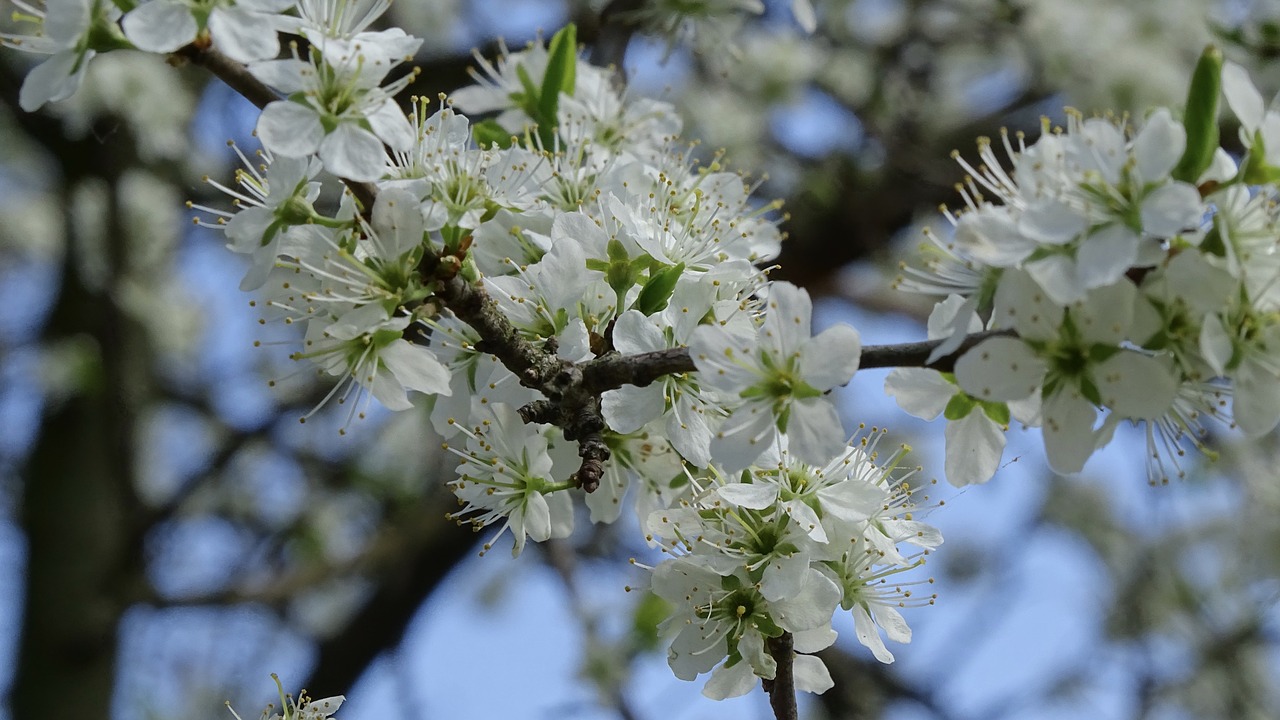 Medis,  Filialas,  Gėlė,  Pobūdį,  Augalų,  Žydi,  Žiedlapis,  Bud,  Iš Arti, Nemokamos Nuotraukos