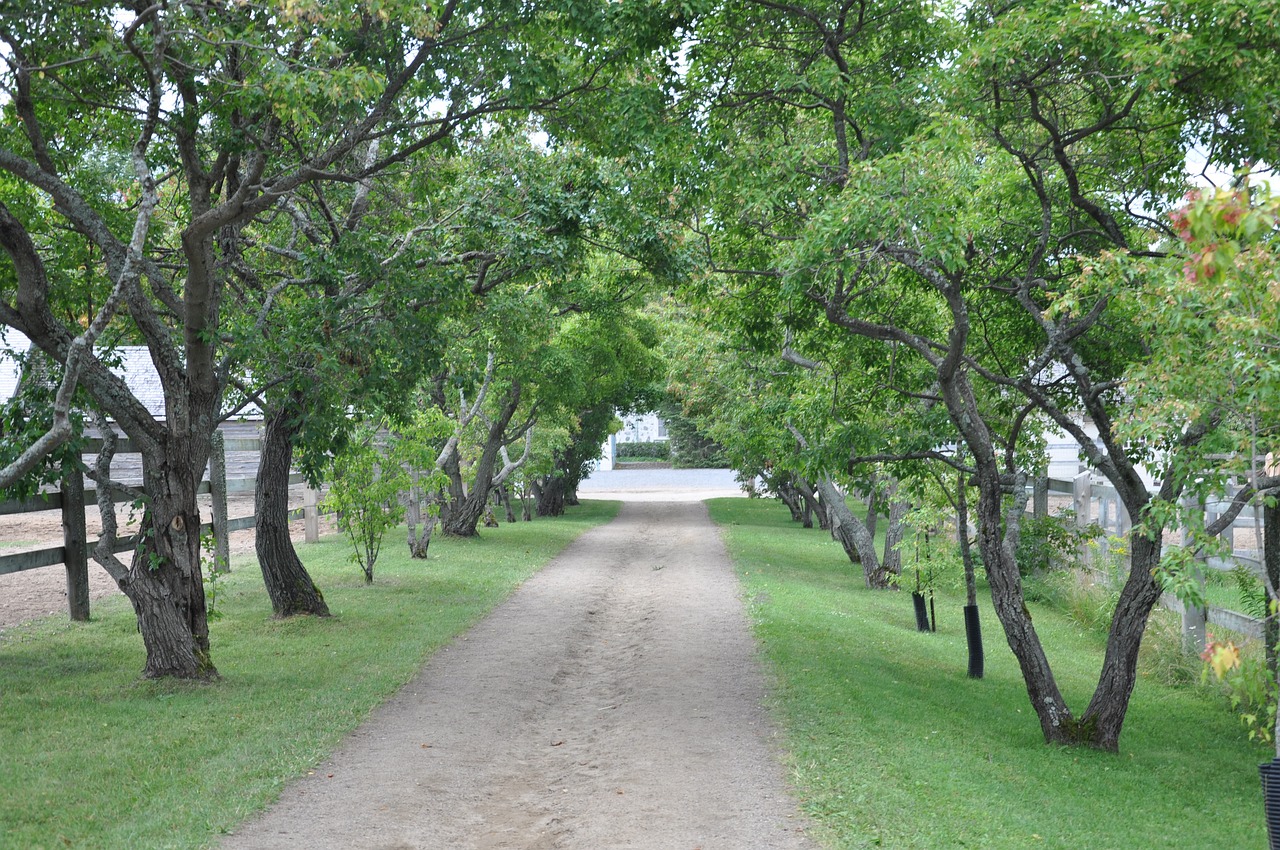 Medis,  Pobūdį,  Mediena,  Kraštovaizdis,  Vejos,  Allee,  Vasara, Nemokamos Nuotraukos,  Nemokama Licenzija