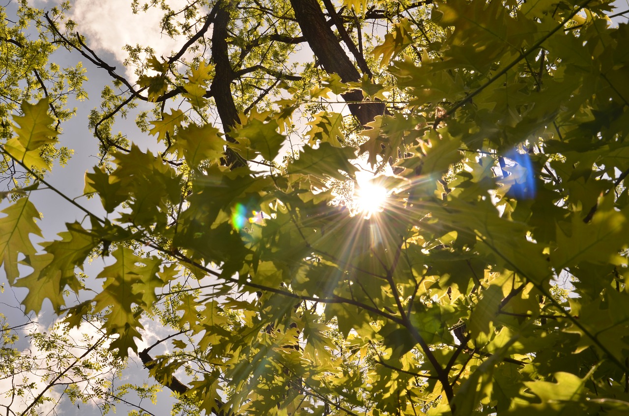 Medis,  Lapų,  Pobūdį,  Filialas,  Sezonas,  Saulė,  Šviesus,  Lauke,  Sunny,  Vasara