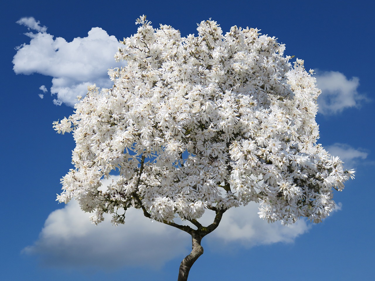 Medis,  Magnolija,  Pavasaris,  Žiedas,  Pobūdį,  Dangus,  Balta Magnolija,  Debesys,  Sodas,  Žydi