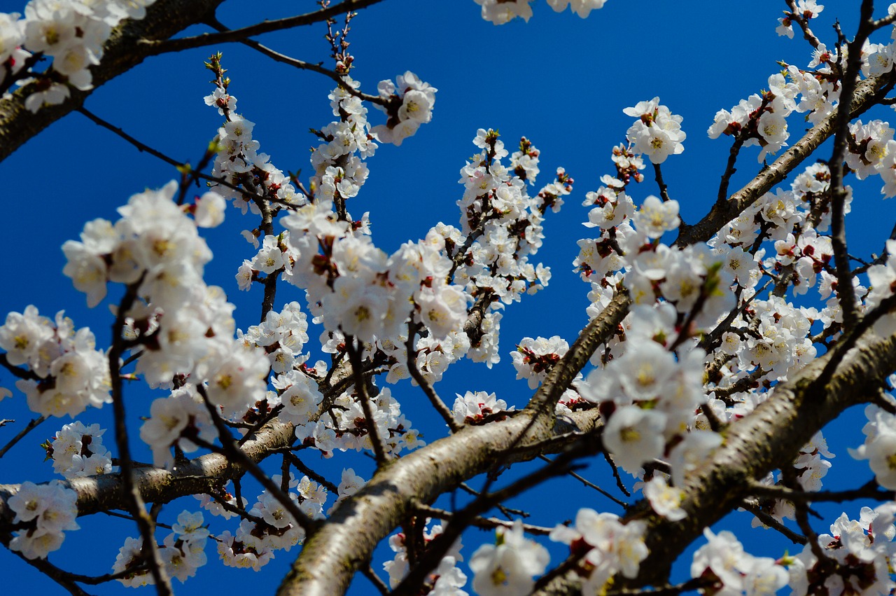 Medis,  Vyšnia,  Sezonas,  Gėlė,  Apple,  Mėlynas Dangus,  Pobūdį,  Augalų,  Slyvų,  Bud