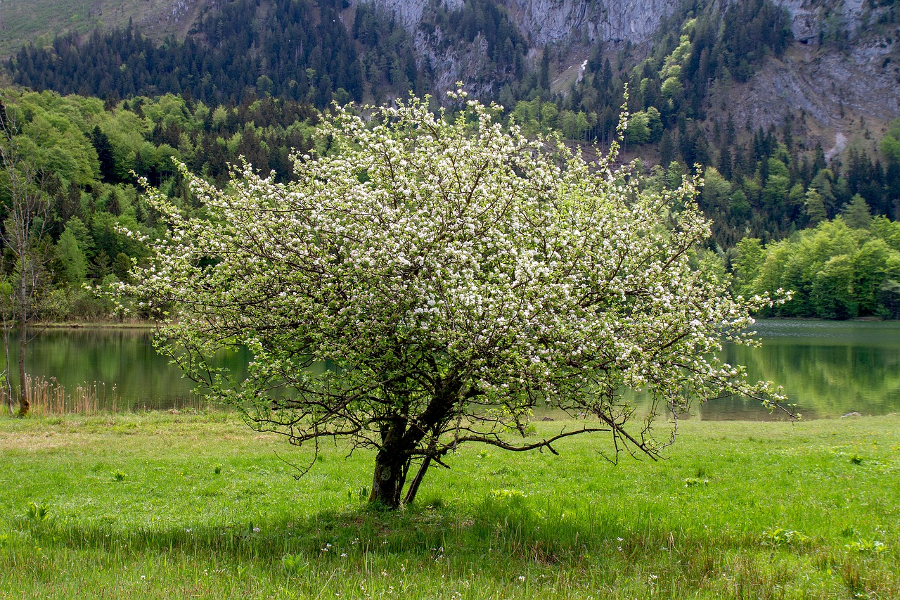 Medis,  Gėlės,  Kraštovaizdis,  Pobūdį,  Žolė,  Meadow,  Ežeras,  Klesti Medis, Nemokamos Nuotraukos,  Nemokama Licenzija