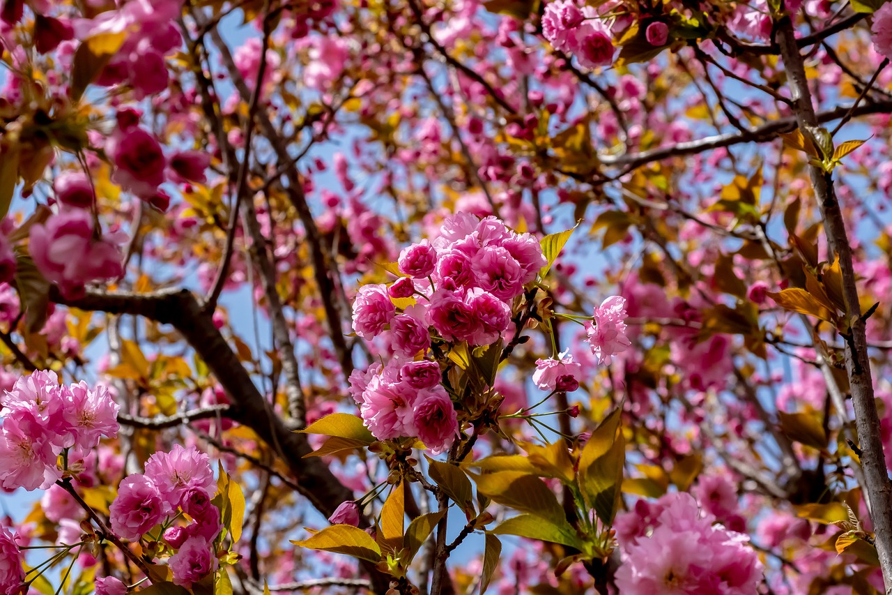 Medis,  Filialas,  Gėlė,  Pobūdį,  Floros,  Lapų,  Sodas,  Žydėjimo,  Pavasaris,  Sezonas