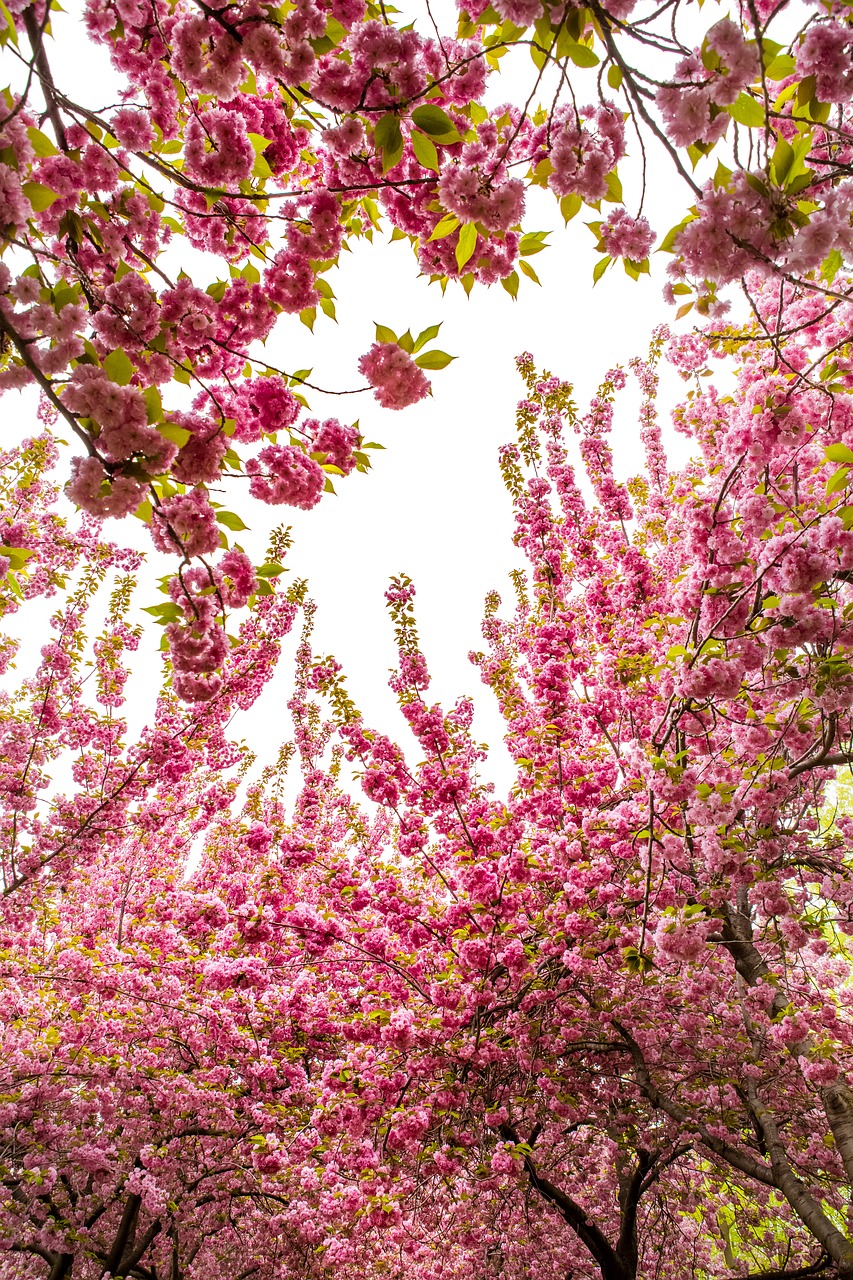 Medis,  Gėlė,  Sezonas,  Pavasaris,  Pobūdį,  Sakura,  Gėlės,  Žydi,  Medžiai,  Gyvosios Gamtos