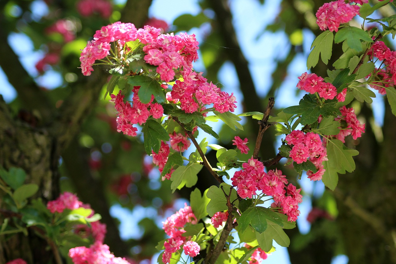 Medis,  Crataegus,  Žydėjimo,  Pavasaris,  Gegužė,  Gałacki,  Pobūdį,  Rožinis, Nemokamos Nuotraukos,  Nemokama Licenzija