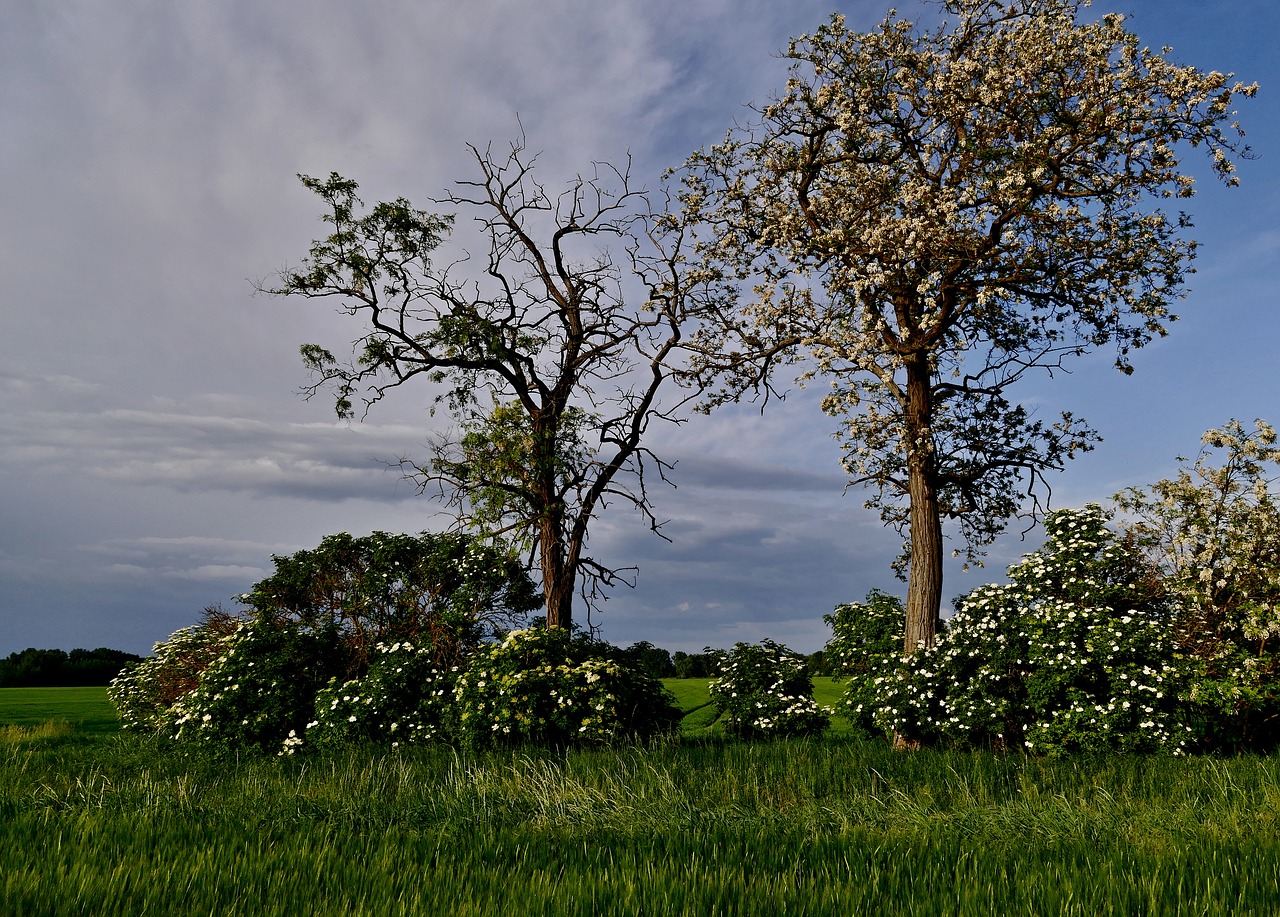 Medis,  Medžiai,  Acacia,  Pobūdį,  Dangus,  Šalis,  Slovakija,  Laukas,  Laukai,  Pavasaris