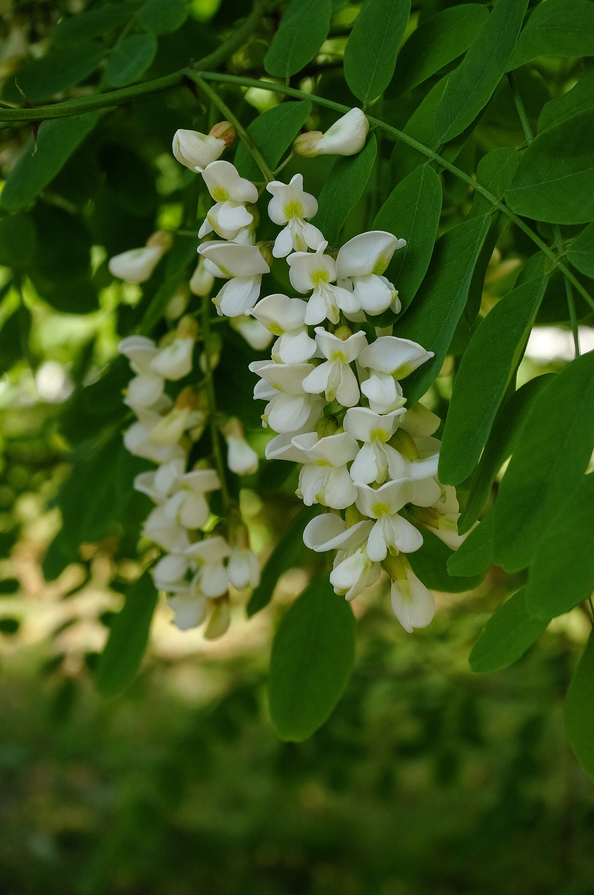 Medis,  Acacia,  Kvapo,  Gamta, Nemokamos Nuotraukos,  Nemokama Licenzija