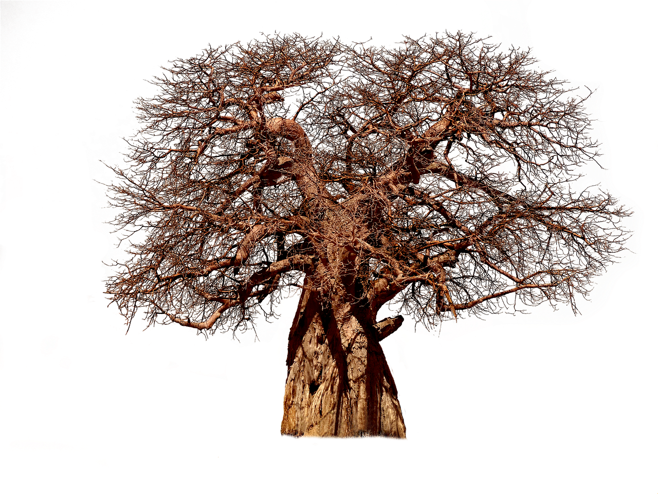 Medis,  Baobab,  Estetinis,  Gentis,  Baobabas,  Afrikos Medis,  Pobūdį,  Išskiriamas,  Filialai,  Manikiūro