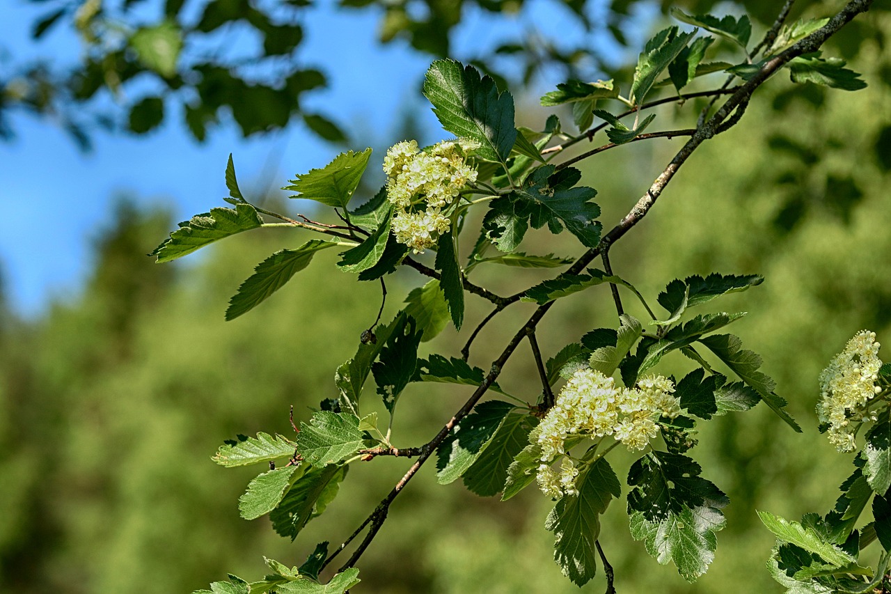 Medis,  Pobūdį,  Mediena,  Lapų,  Gėlė,  Pavasaris, Nemokamos Nuotraukos,  Nemokama Licenzija