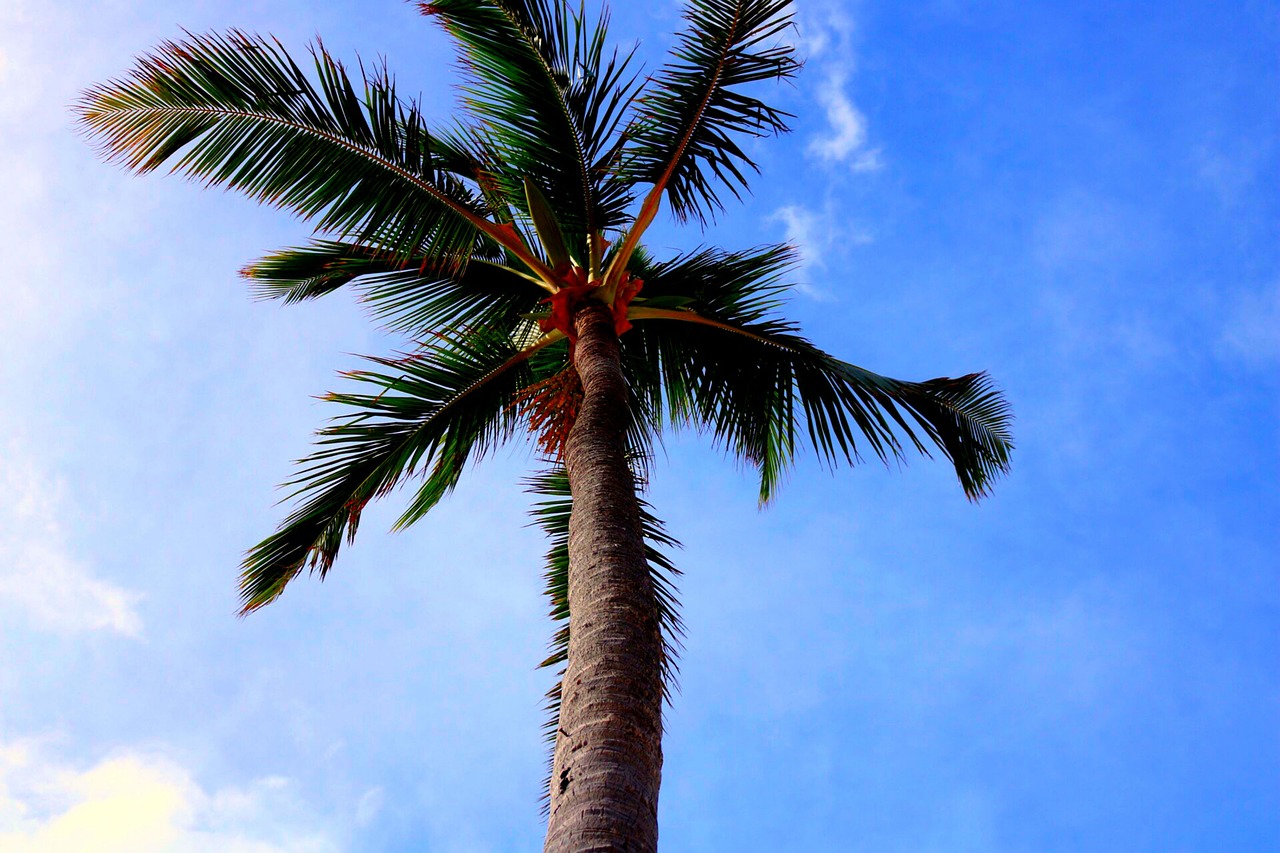 Medis,  Palmė,  Florida,  Šiltas,  Dominikos Respublika,  Gražus,  Gražus,  Aplinka,  Pobūdį,  Palmės
