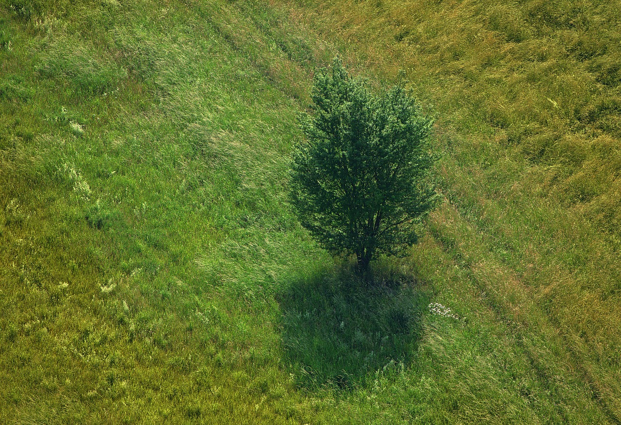 Medis,  Meadow,  Paukščio Skrydžio Vaizdas,  Žolė,  Kraštovaizdis,  Vasara,  Nuotaika,  Iš Viršaus,  Apšvietimas,  Saulės