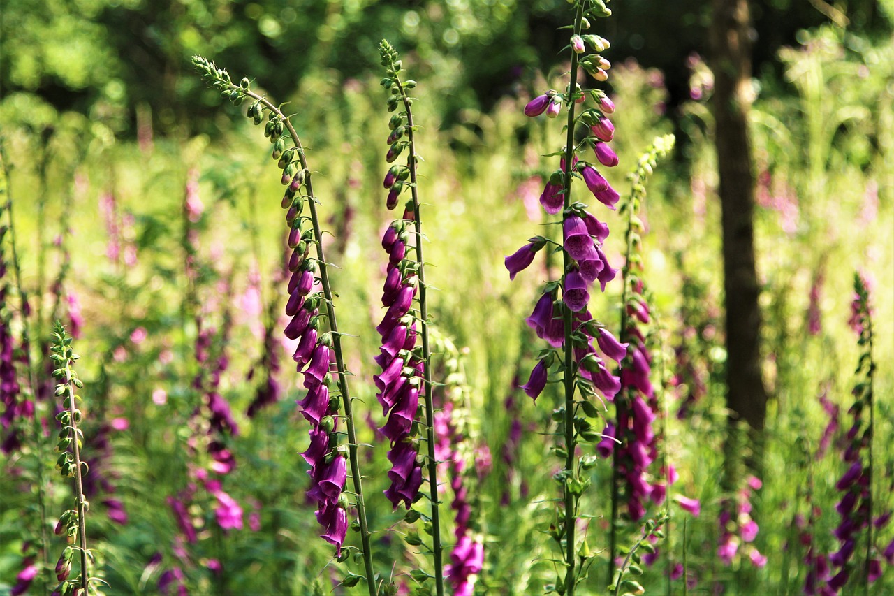 Medis,  Mediena,  Gėlės,  Pobūdį,  Saulės Šviesa,  Foxgloves, Nemokamos Nuotraukos,  Nemokama Licenzija