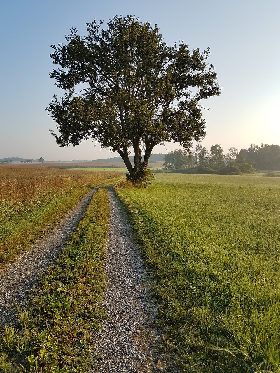 Medis,  Toli,  Žolė,  Meadow,  Dangus,  Lapai, Nemokamos Nuotraukos,  Nemokama Licenzija