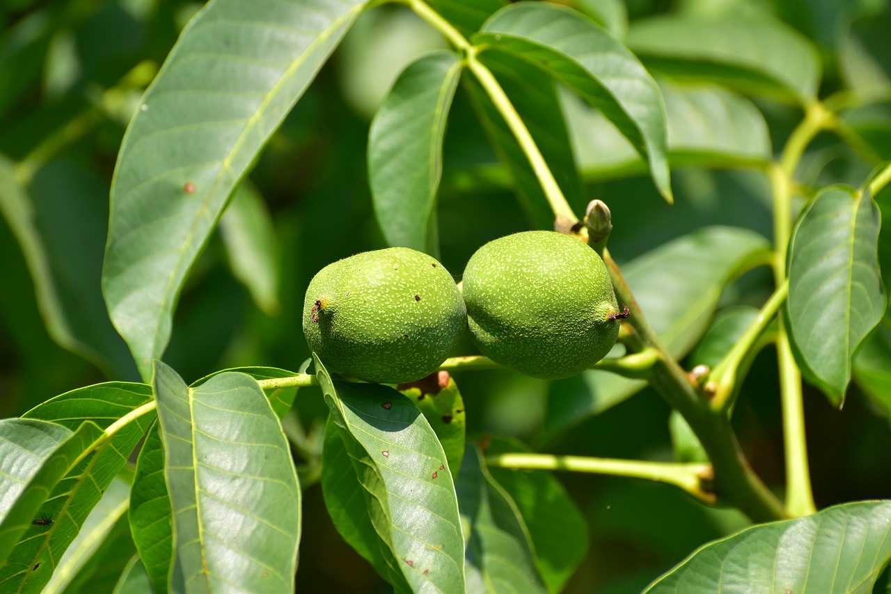 Medis,  Riešuto,  Pobūdį,  Lapai,  Walnut Tree,  Graikiniai Riešutai,  Augalų,  Riešutų,  Žalias,  Vaisių