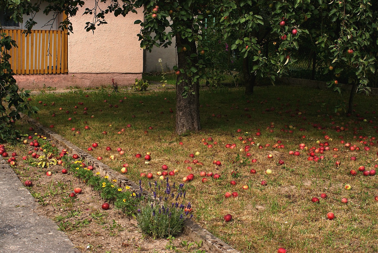 Medis,  Obuoliai,  Pobūdį,  Vaisių,  Liūdnas,  Sodas,  Apple,  Vasara,  Subrendęs,  Kolekcijos