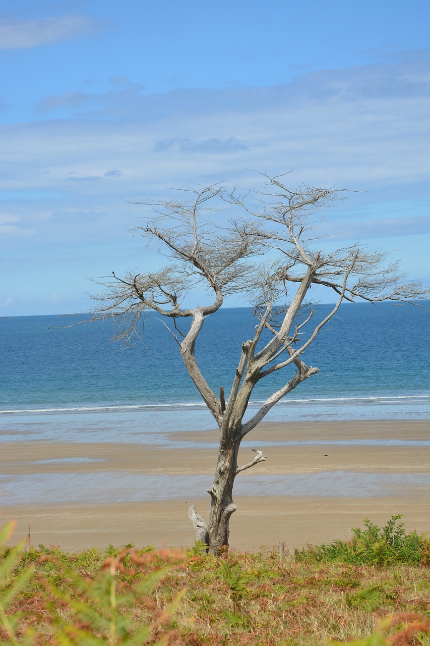 Medis,  Miręs Medis,  Natūralaus Medžio,  Medžio Kamienas,  Pobūdį,  Kraštovaizdis,  Metai,  Blue Sky Blue Sea,  Brittany,  Pusė Šarvuotės